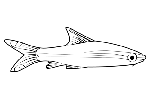 Denison Barb (Sahyadria Denisonii) Coloring Page